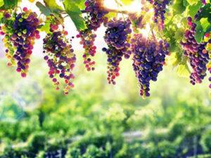 Lee más sobre el artículo El uso de humus de lombriz en el viñedo mejora el equilibrio del suelo y con ello la calidad del vino