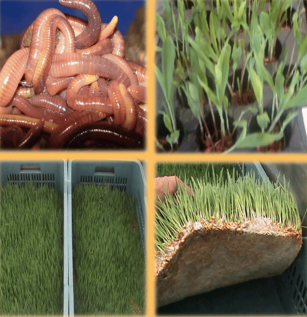 Lee más sobre el artículo Uso de lixiviados de humus de lombriz<br>para la producción de forraje verde