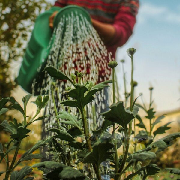 biofertilizante liquido humus lombriz crickwoo