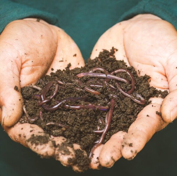 biofertilizantes humus de lombriz crickwoo