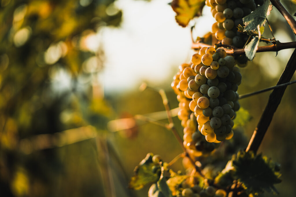 Taastage viinamarjaistanduste muld – Crickwoo